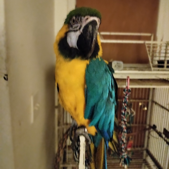 Meet your Poshers, Jan, Girly, Snowy, Calypso, and Sam. - Picture 4 of 4